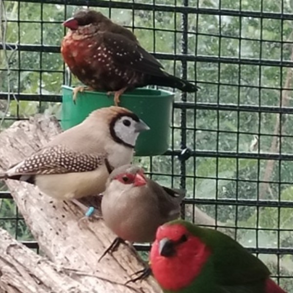 OISEAUX