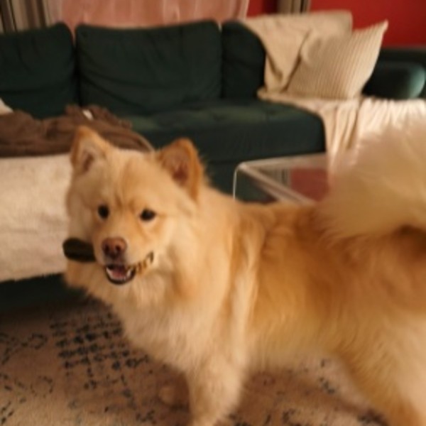 Alpha