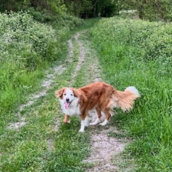 Pogo