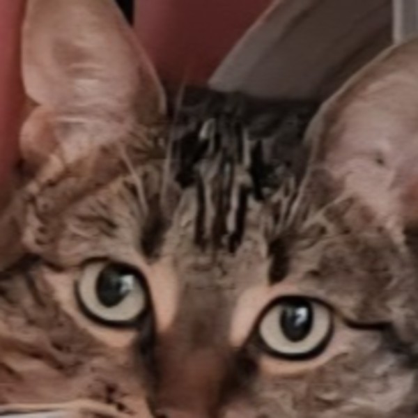 CLÉO