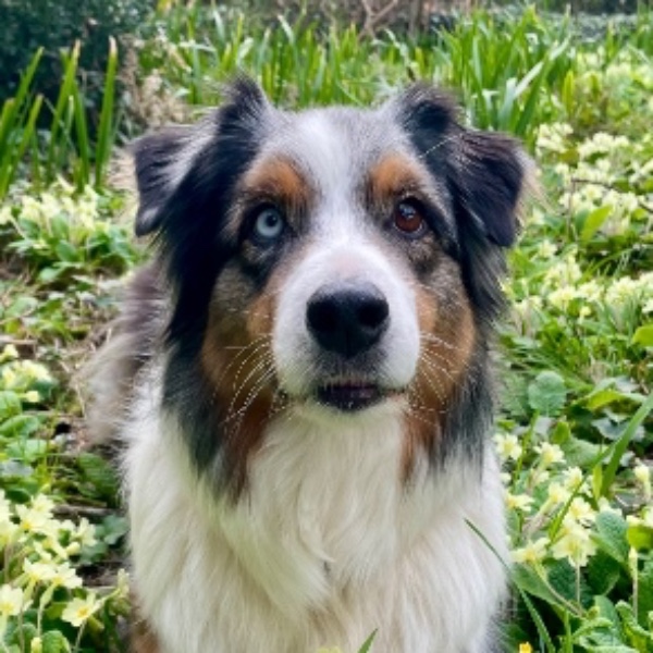 Nixie