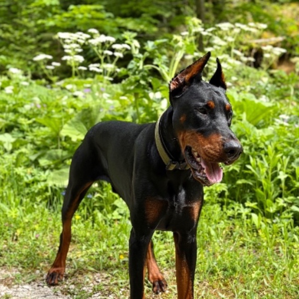 Arsen