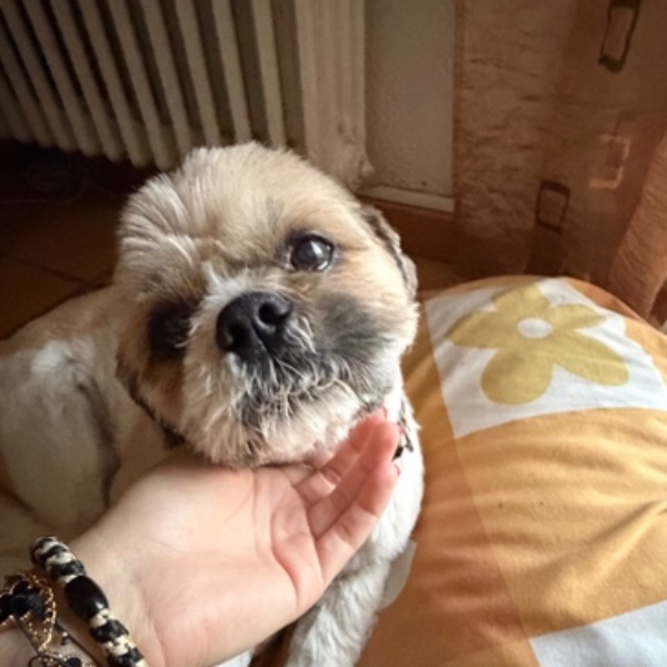 Moshi