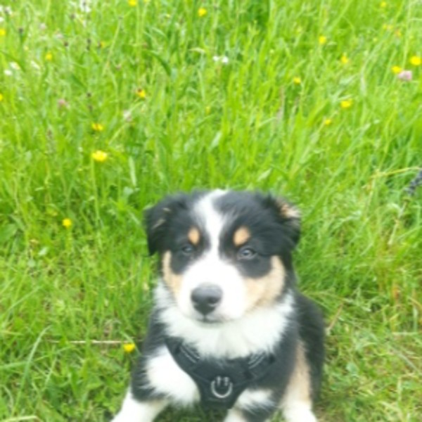 Bouba