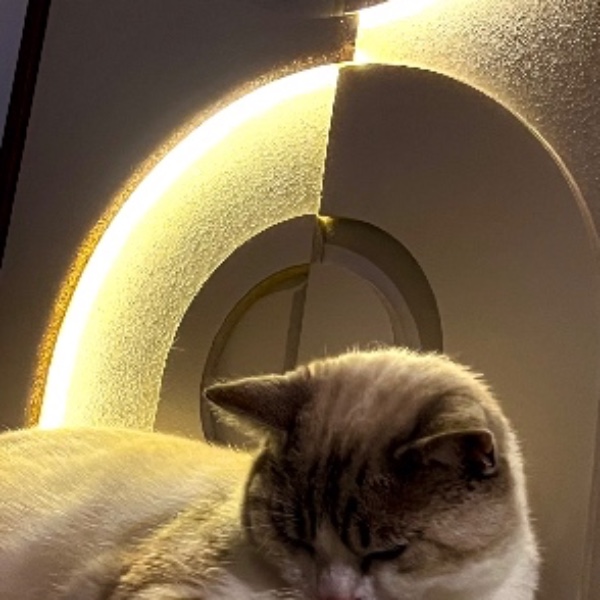 Mochi