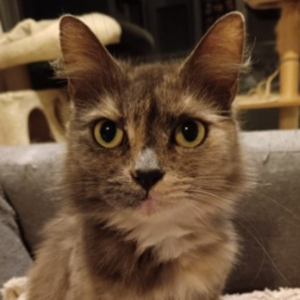Maya