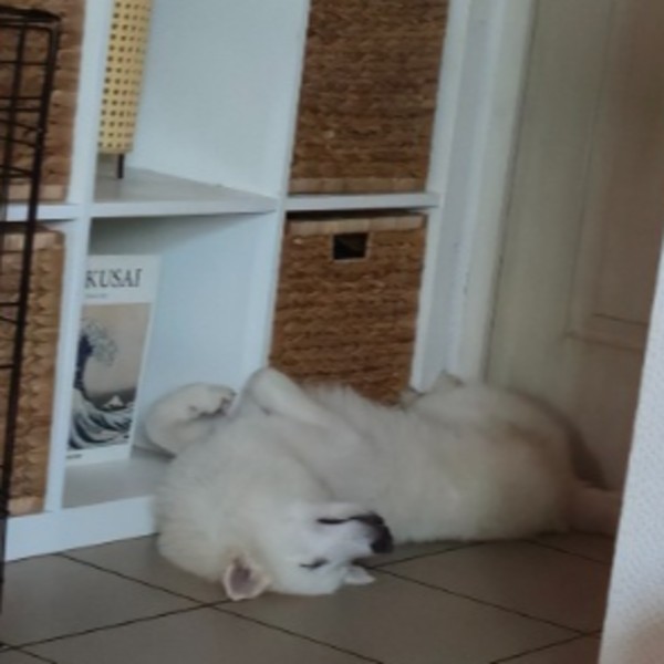 Aiko