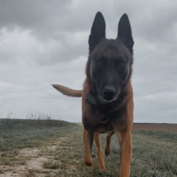 Malko