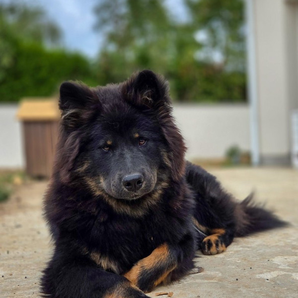 BAYANI