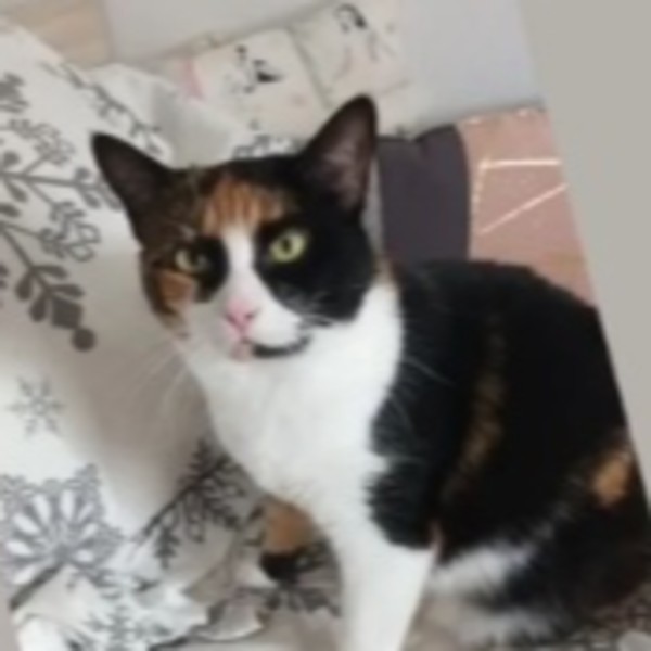 Lila