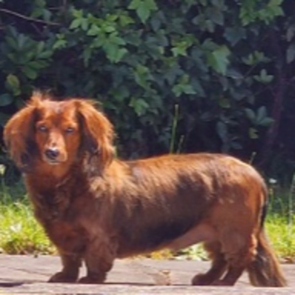 Bogart