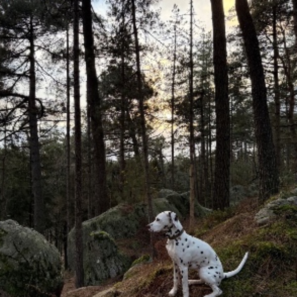 Jack