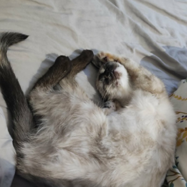 Boulette