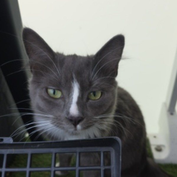 Artemis