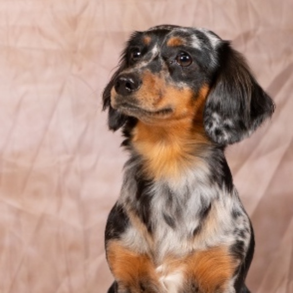 Arya