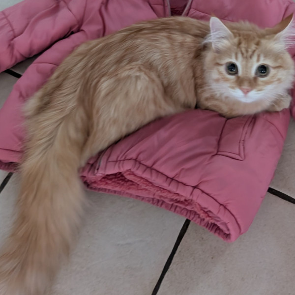 Oliver