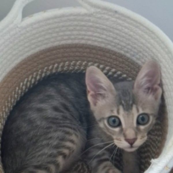Simba