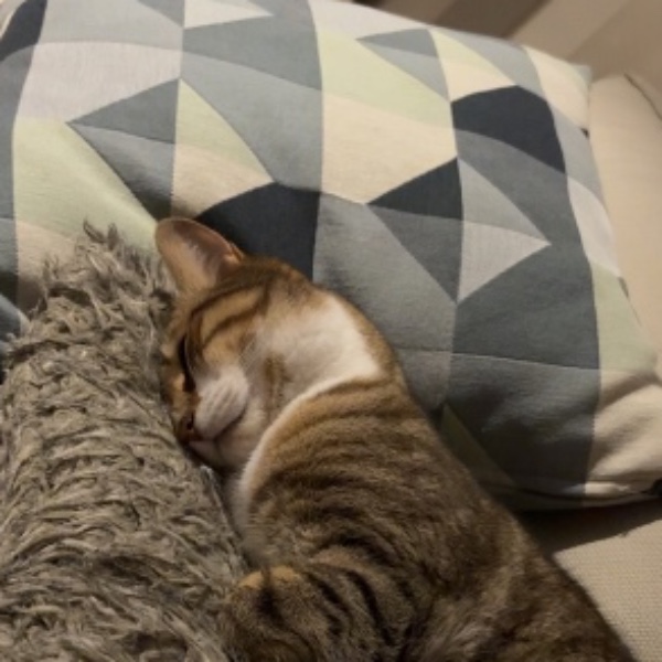 Poupi