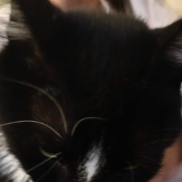 Pandy