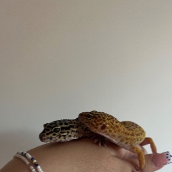 Ma et Co