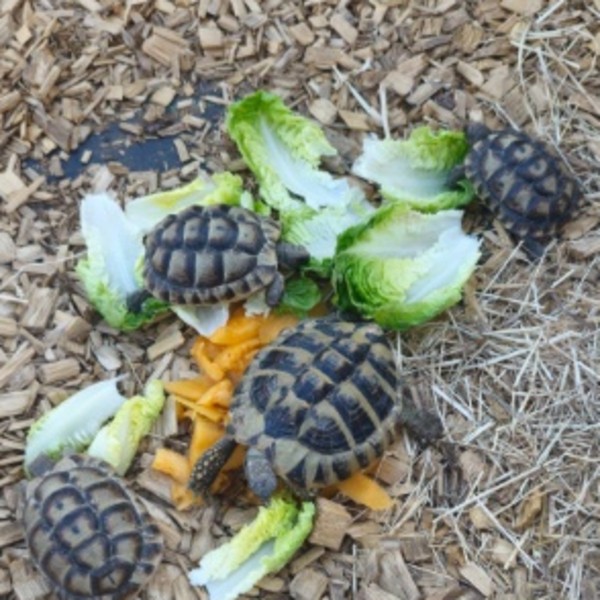 Les tortues ninja
