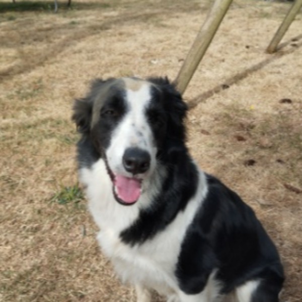 Tess