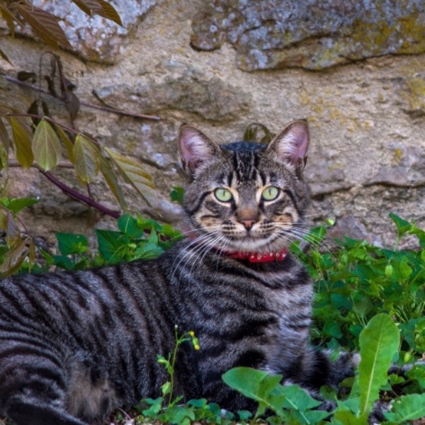 Titi