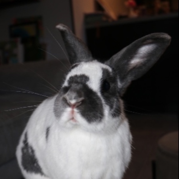 Froufrou