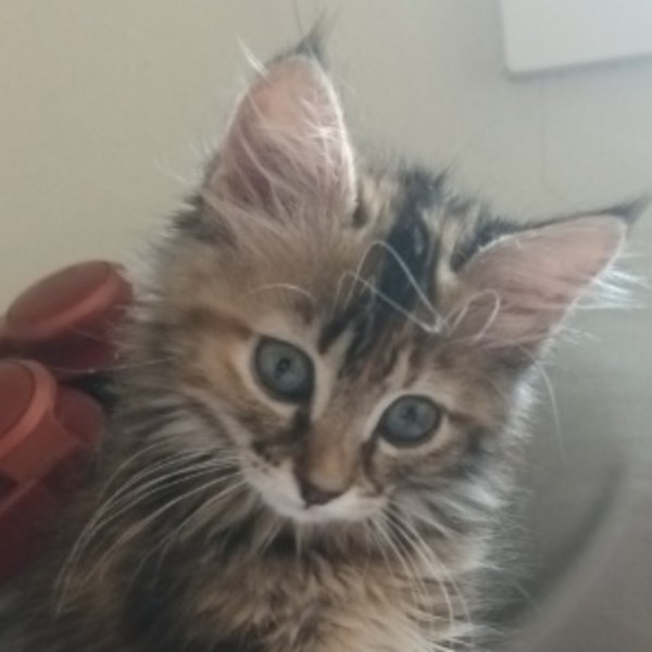 jinx