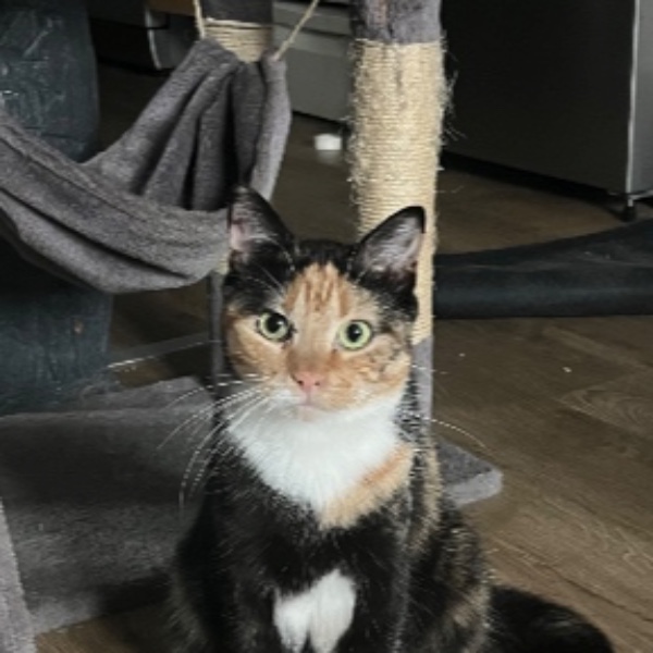 Nova