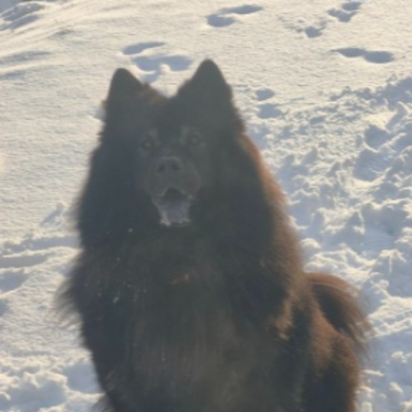 Nala