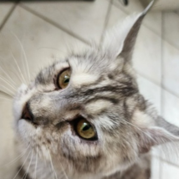 Nala