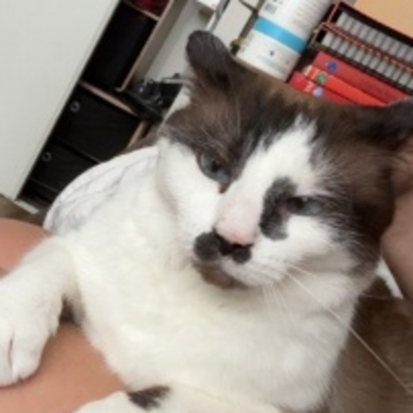 Didi
