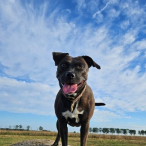 Tika