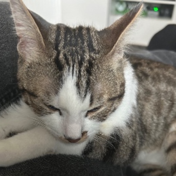 Zorra