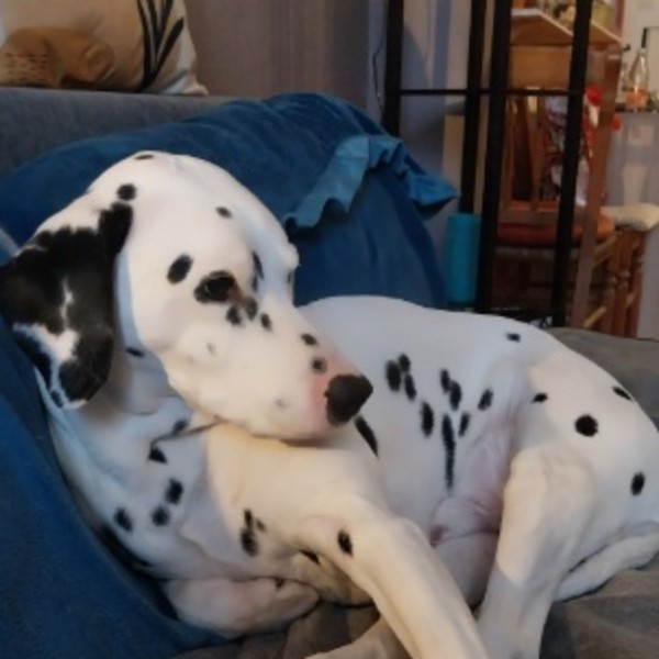 Domino