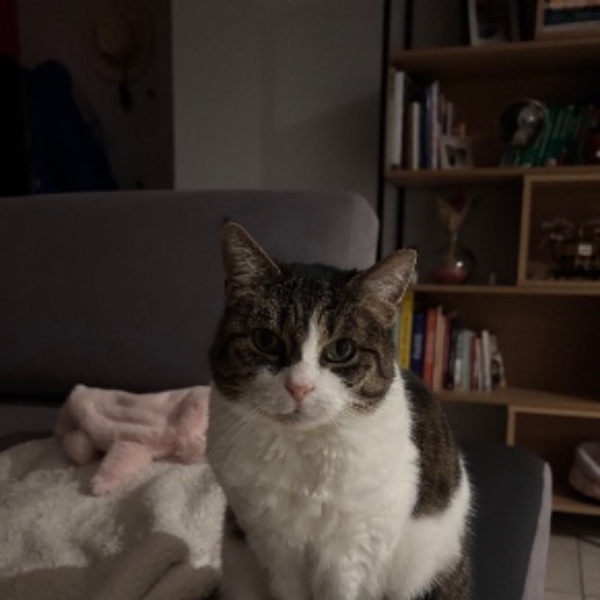 Chouchou