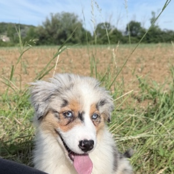 Laya