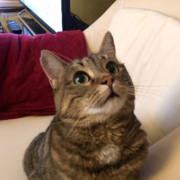 Scampi