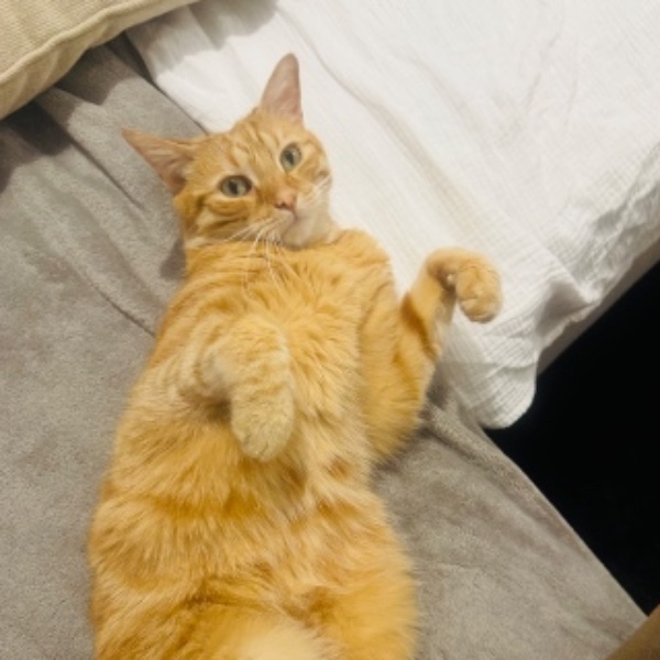Tigrou