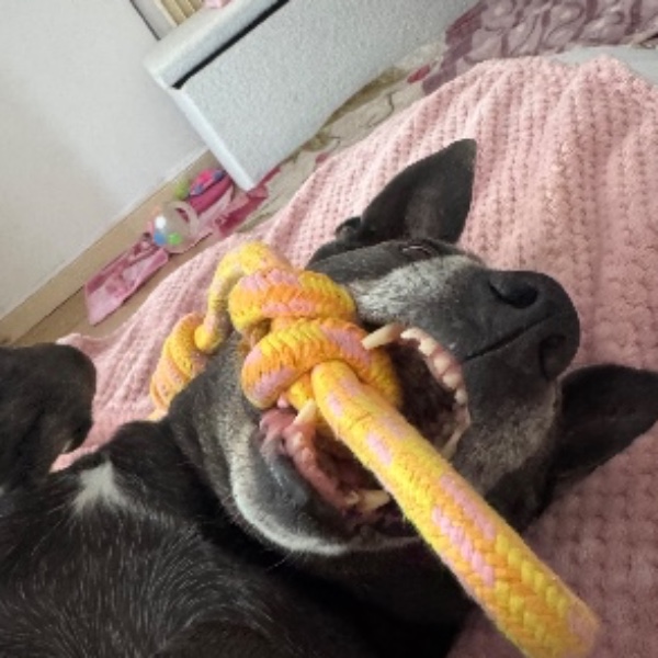 Maya