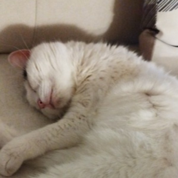 Kitty