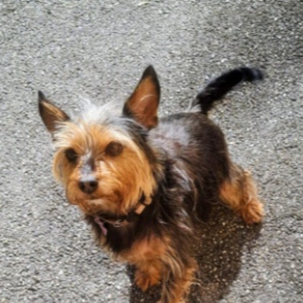 Odie