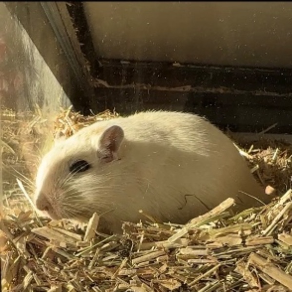 Ratatouille