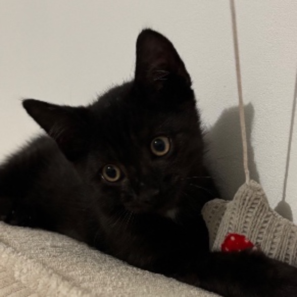 Edgar (Allan Paw)