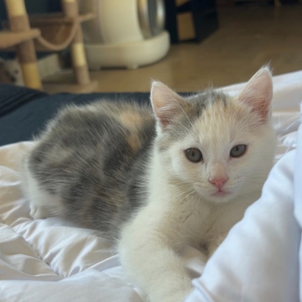 Kiara
