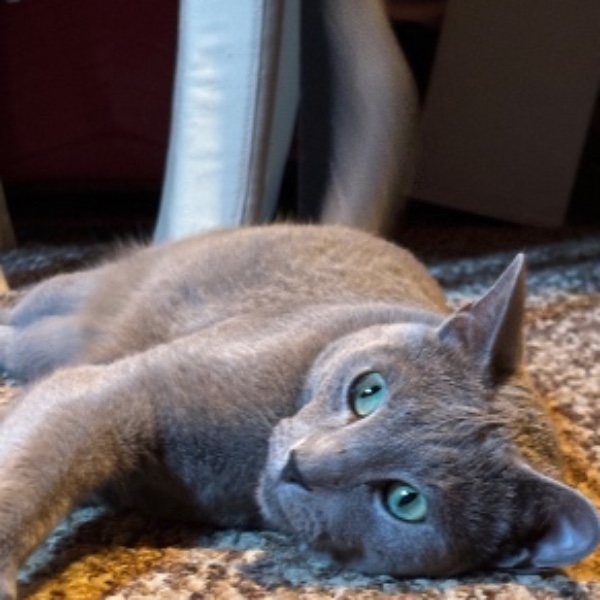 Tosca