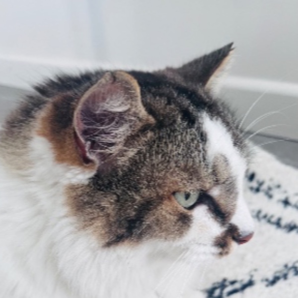 Django