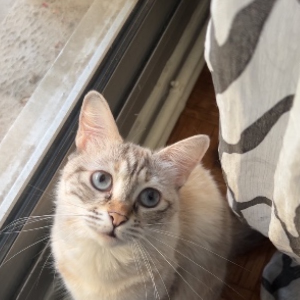 Kitten