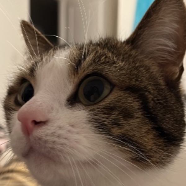 Kioko